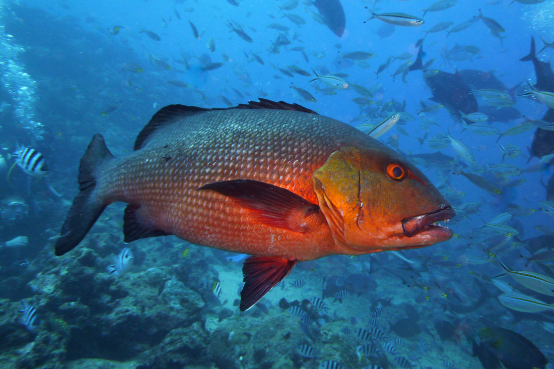 79  настай "red bass" загас