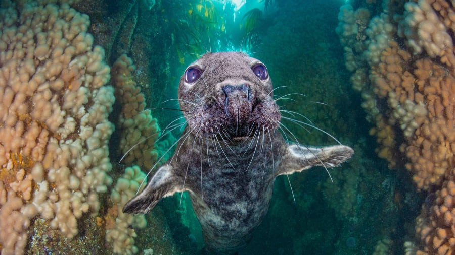 Гэрэл зурагчин Кирсти Эндрюсийн "Grey seal gully"