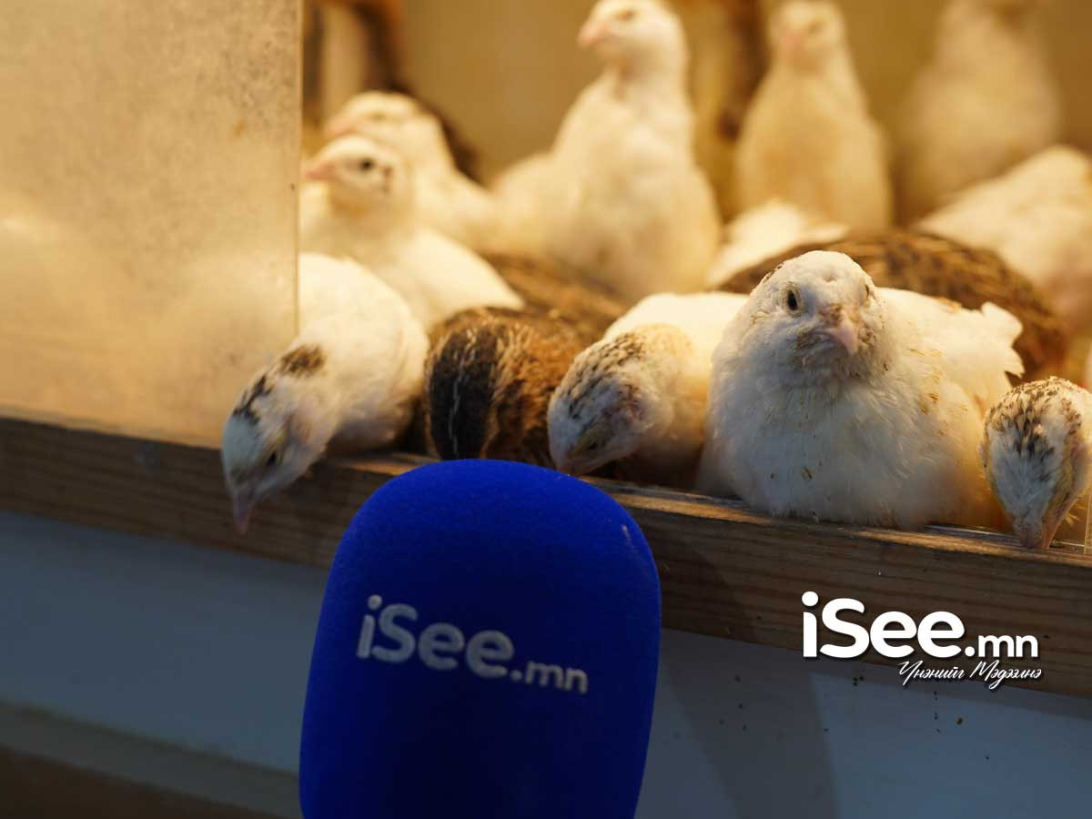 Бөднө шувуу