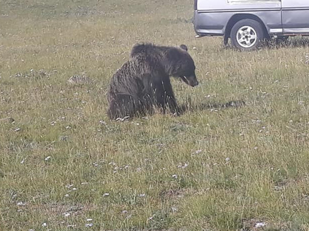 Цонжинболдогийн ойролцоо орж ирсэн баавгайг шинжилгээнд хамруулж байна гэв 