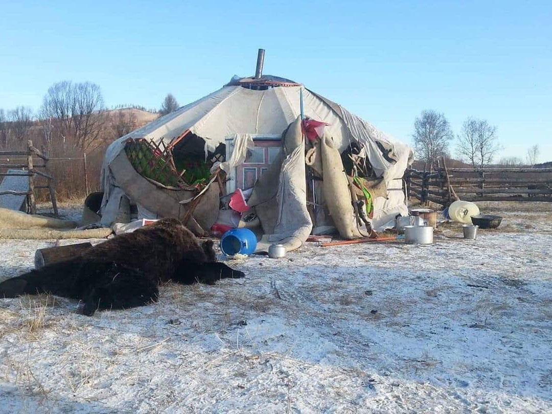  Айлын гэрийг эвдэж сүйтгэсэн баавгайг буудаж, устгажээ