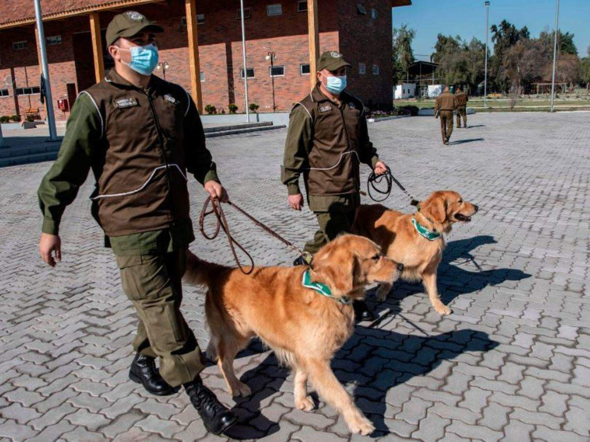 Коронавирусийн халдвартай хүнийг илрүүлэхэд нохой ашиглаж эхэлжээ