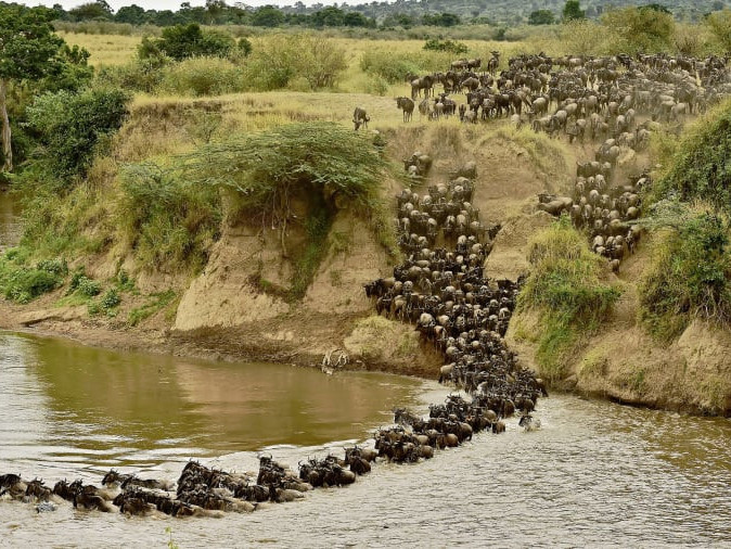 Зүүн Африкт 40 км үргэлжилсэн зэрлэг амьтдын нүүдэл болж байна