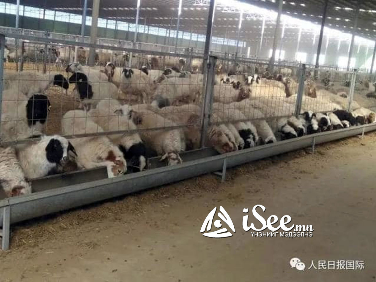 Монголоос хандивласан 30 мянган хонийг БНХАУ-ын тал 14 хоногийн дотор нядална гэв