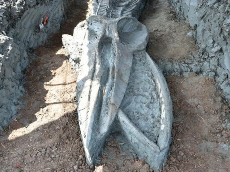 ФОТО: Тайландаас 5 мянга жилийн өмнөх аварга халимны араг яс олджээ
