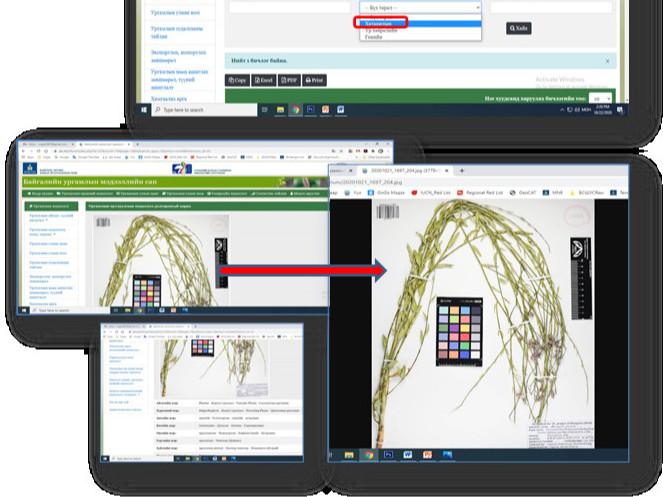 Монгол орны байгалийн ургамлын дижитал Гербарын сан үүсгэх ажил эхэллээ