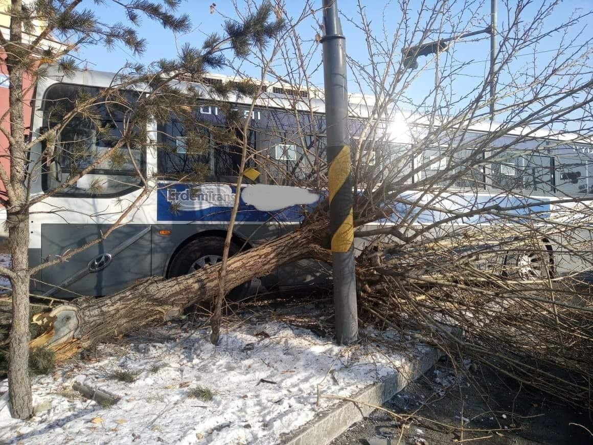 Автобус замын хажуу талын мод мөргөж осол гаргажээ 