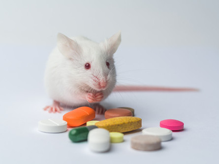 Хөхний хорт хавдрын эсрэг шинэ эмийг хулгана дээр туршихад 95-100 хувийн үр дүн үзүүлжээ