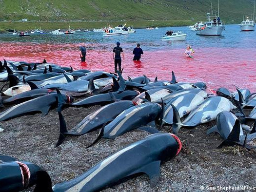 Фарерын арлуудад нэг өдрийн дотор 1400 гаруй дельфин агнасан нь шүүмжлэл дагуулж байна