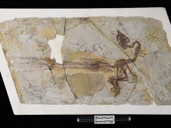 Эрдэмтэд 120 сая жилийн өмнөх гялалзсан өдтэй шувууны чулуужсан ясыг олжээ
