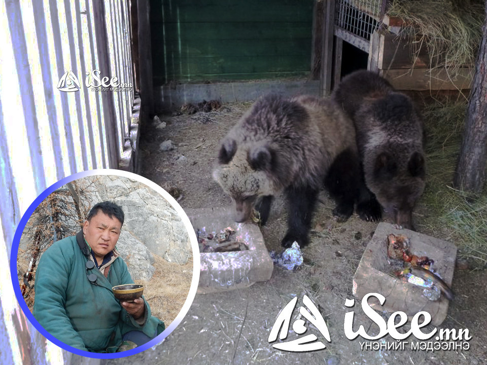 ВИДЕО: Өнчирч хоцорсон гурван бамбаруушт зохиомлоор ичээ хийж өгөн, хооллож Ж.Төмөрсүх гуай өсгөж байна