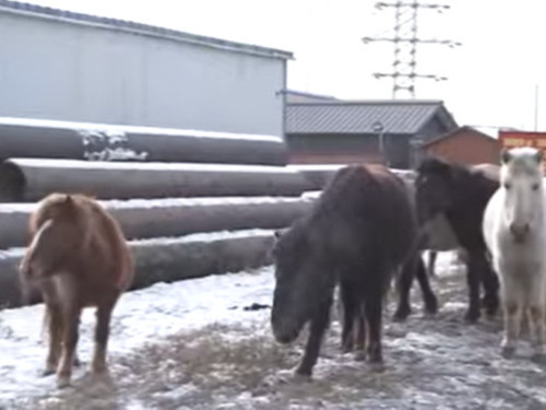 ВИДЕО: Хариулгагүй 22 тооны адууны эзнийг хайж байна
