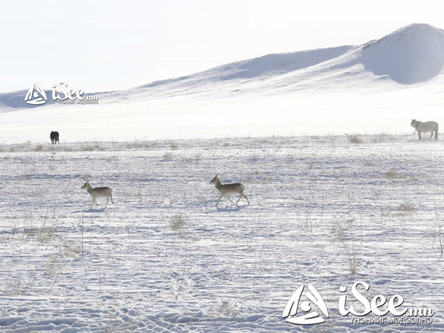 Суудлын автомашинтай зорчиж яваад төөрсөн иргэдийг эсэн мэнд олжээ