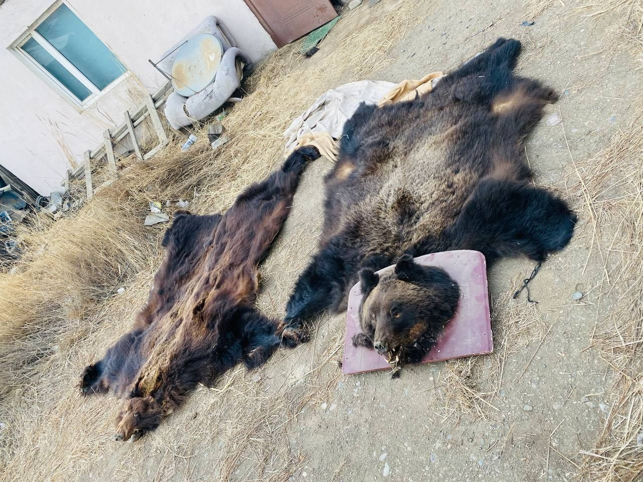ЭЦГ: Хүрэн баавгайн түүхий эдийг борлуулахаар хадгалж байсан этгээдүүдийг илрүүлэн шалгаж байна 