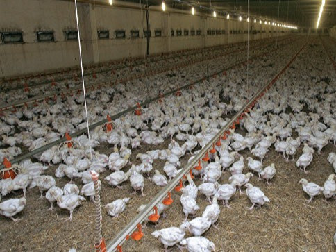 Японд улирлын шувууны ханиадны улмаас 110 мянган тахиаг устгахаар болжээ