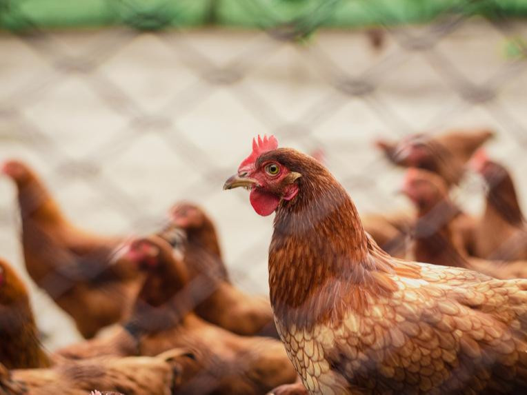 БНХАУ-д H3N8 шувууны ханиад хүнд халдварласан анхны тохиолдол бүртгэгджээ