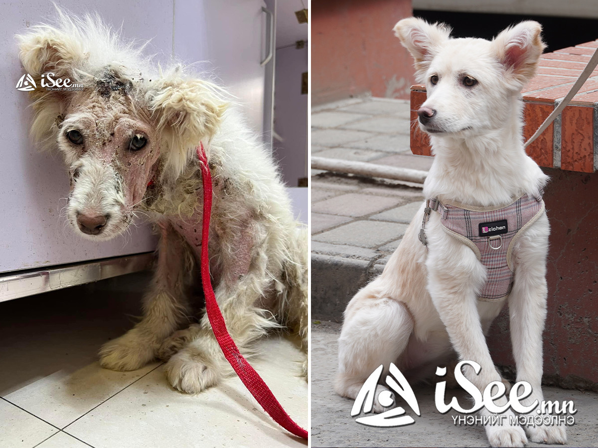 ВИДЕО: Биеэрээ дүүрэн шархтай олдсон "Анир" нохойг залуус гурван сарын турш эмчилж эдгээжээ