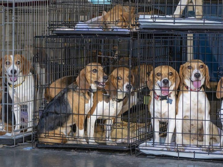 Хар тамхины туршилтад орох гэж байсан 4000 гаруй Beagle нохойг аварчээ
