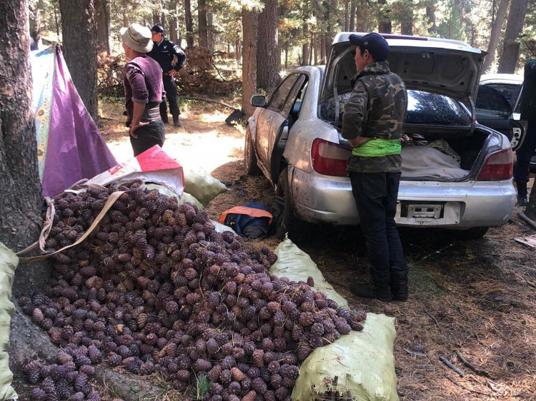 Самарчдын 26 отог, 120 гаруй иргэнийг Нийслэлийн ойн бүсээс гаргаж, самрыг хураав