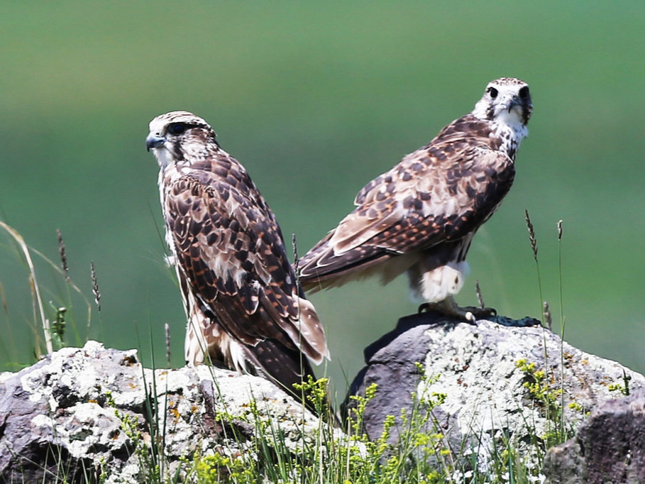 Б.Бат-Эрдэнэ: Шонхор шувууг гадагш нь авч яваад тодорхой хугацааны дараа буцаан тавьдаг