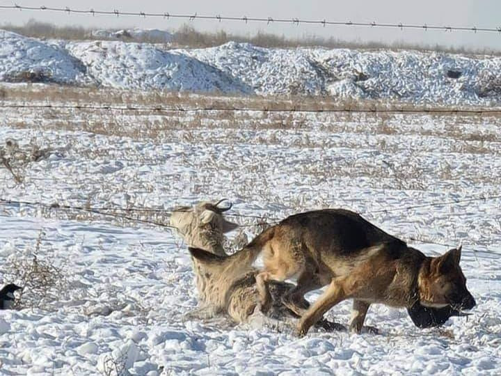 СЭРЭМЖЛҮҮЛЭГ: "Нохой буудуулахгүй" гэж эсэргүүцсэн 15 настай хүү сум алдаж аавыгаа хөнөөсөн хэрэг гарчээ