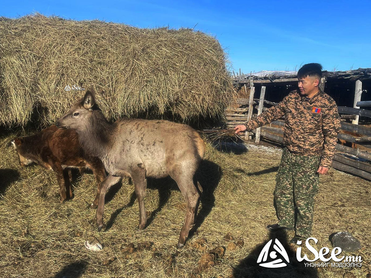 ВИДЕО: Хээрийн амьтанд хөөгдөж, шархтсан бугын илийг малчин айл тэжээж эдгээгээд, хавар сүрэгт нь тавих ажээ