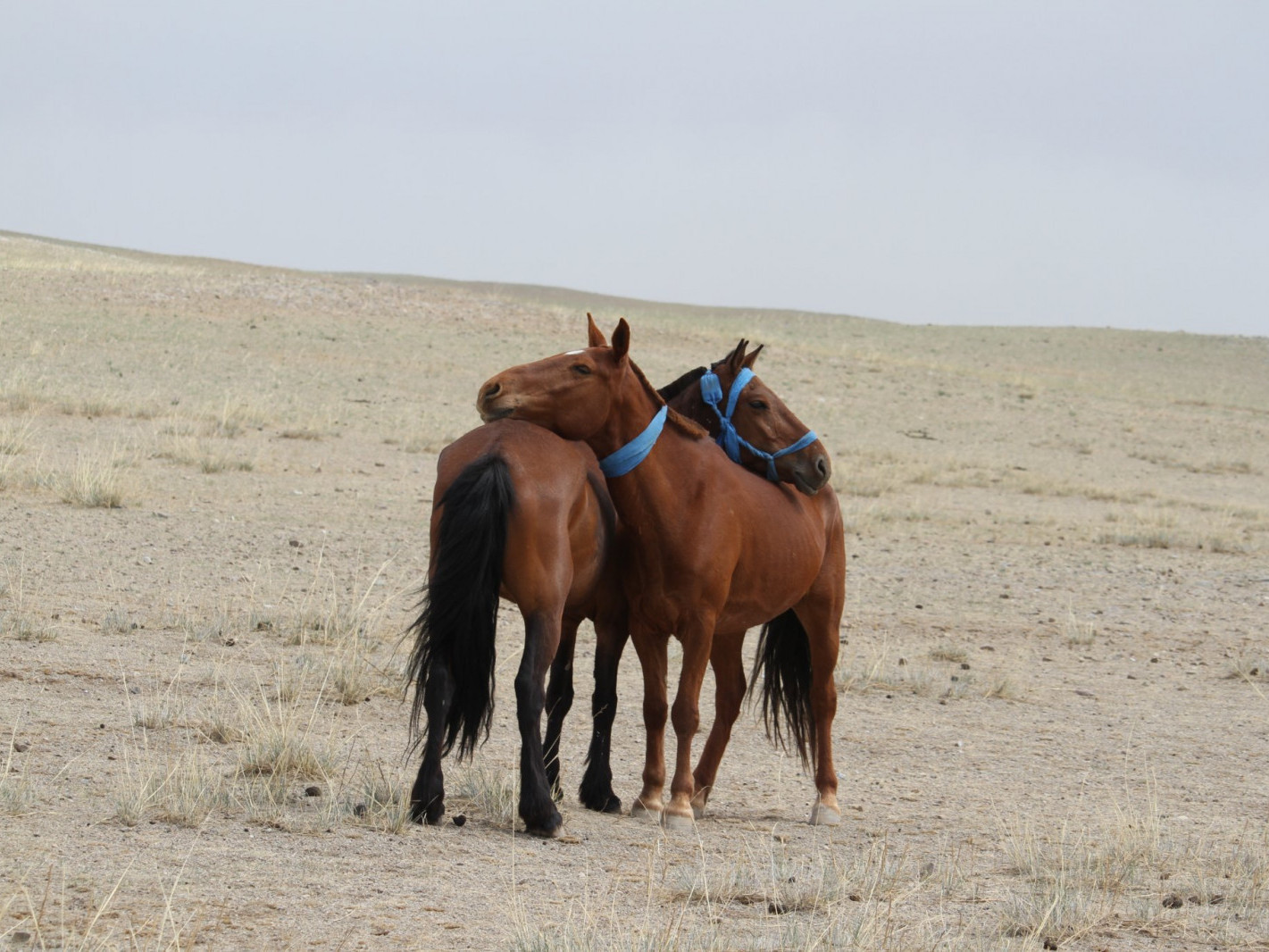 ВИДЕО: “Гайхамшигт монгол адуу” гүүгүүл морьдын тухай өгүүлэх баримтат кино үзэгчдийн хүртээл боллоо