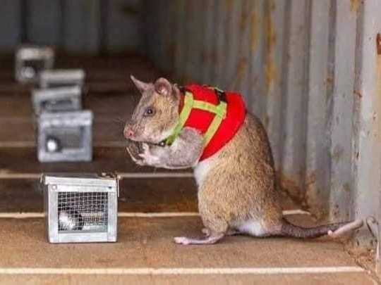 ФОТО: Бэлтгэгдсэн хархнууд Турк улсад аврах ажиллагаанд оролцох эцсийн бэлтгэлээ хангажээ