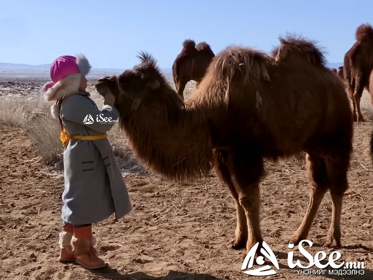 ВИДЕО: Германы DW documentary суваг 10 настай тэмээчин охины тухай баримтат кино бүтээжээ