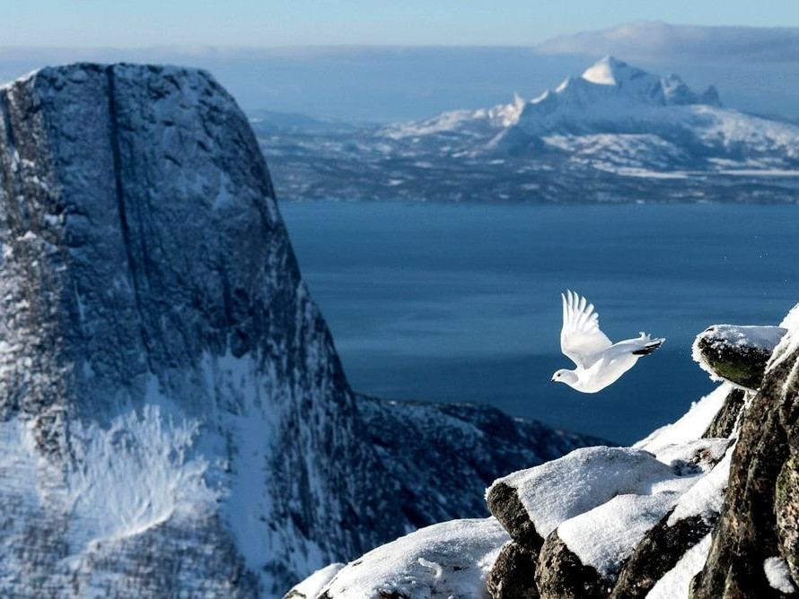 Шувууны шилдэг гэрэл зураг уралдааны 2022 оны тэргүүн шагналын эзнээр "Цаст уулын дээгүүр нисэж буй Цэвдгийн ахууна" тодорчээ