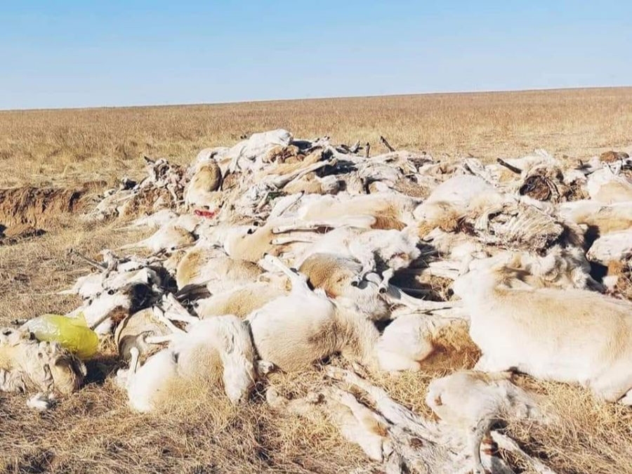 Зээр олноор үхсэн газрын тосны талбайд Шүүхийн шинжилгээний явуулын лабораторийг ажиллуулж эхэллээ