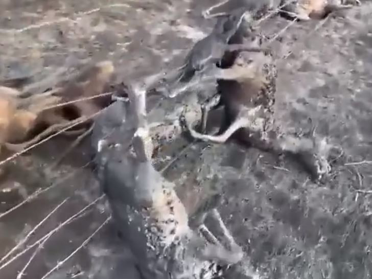 ВИДЕО: Хээрийн түймрээс зугтаж явсан зээрийн сүрэг хилийн торонд тулж, шатаж үхжээ