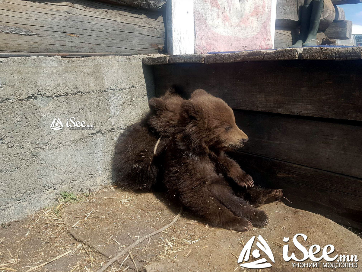 ВИДЕО: Өлссөндөө айл бараадаж ирсэн хоёр бамбаруушийг байгаль хамгаалагчид тэжээж, малчид сүү, худалдаачид жимс өгдөг болжээ