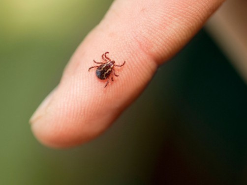 Орхон аймагт хачигт халдварын улмаас нэг иргэн нас баржээ