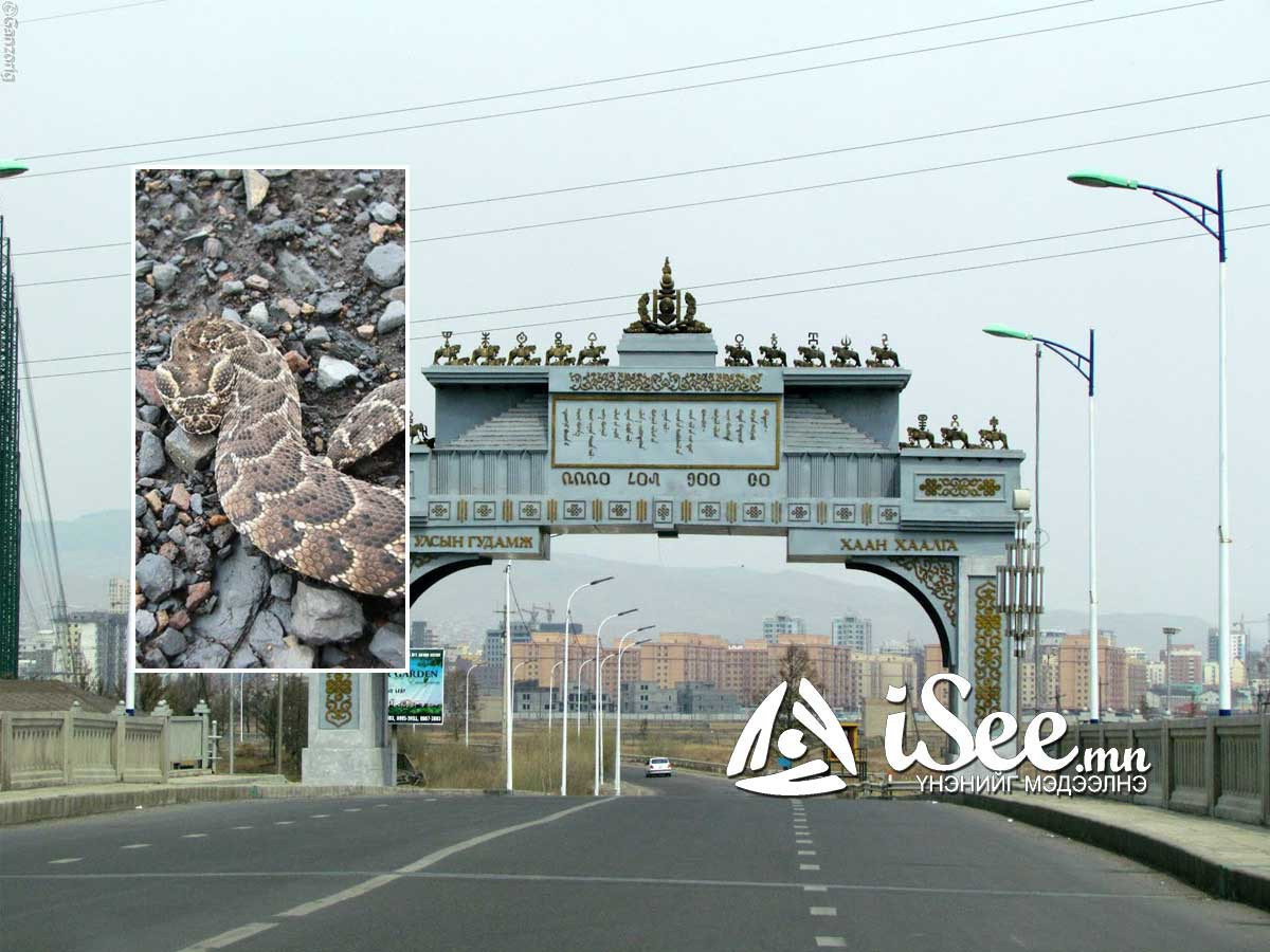 СЭРЭМЖЛҮҮЛЭГ: Хүүхдүүд могойг мэдэхгүйгээс болж хатгуулах тохиолдол нэмэгджээ