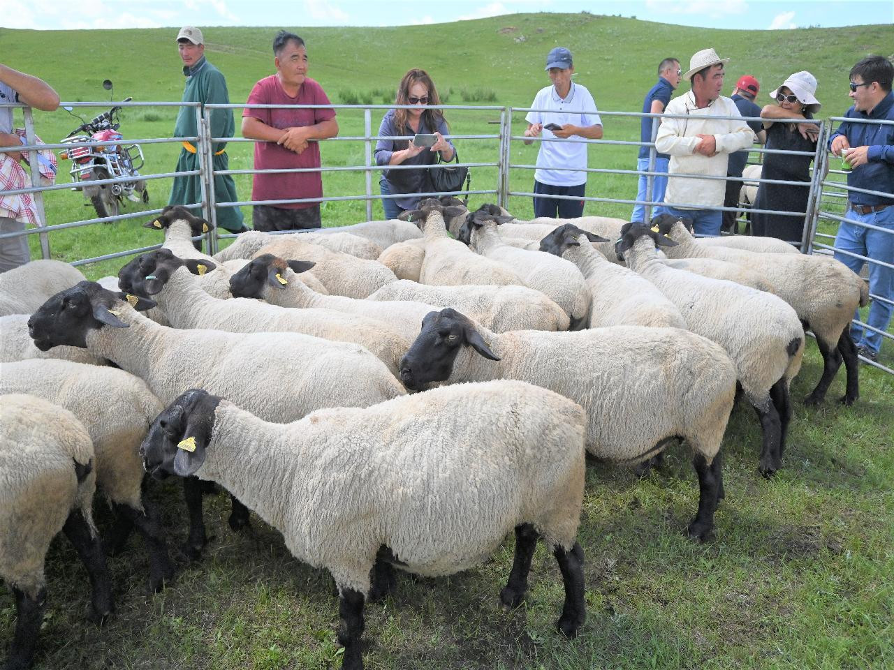 Мах, ноосны чиглэлийн суффолк үүлдрийн хонины аж ахуйг танилцууллаа