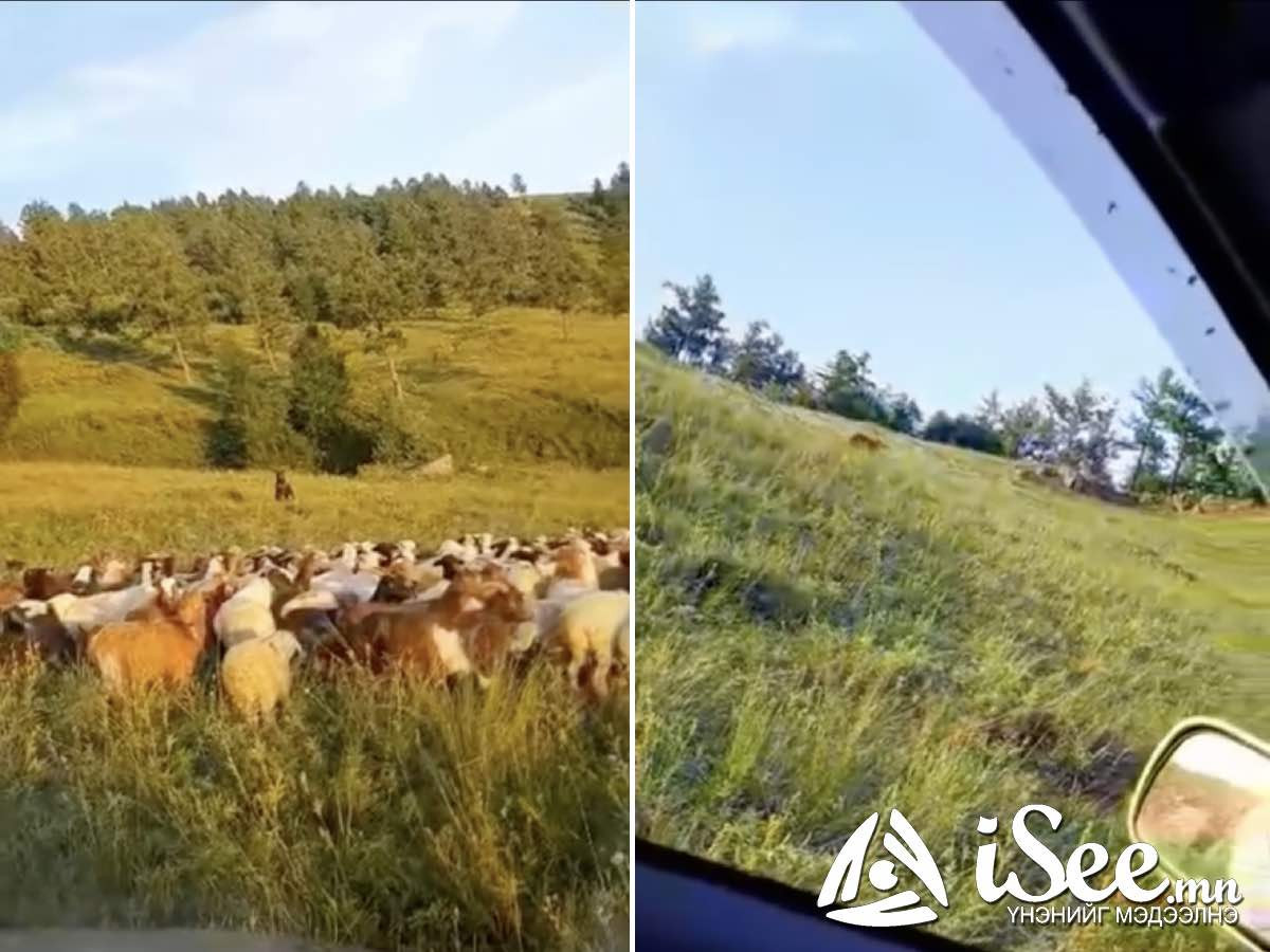 СЭРЭМЖЛҮҮЛЭГ: Зэрлэг баавгай хүний суурьшлын бүс рүү орж ирэх нь жил бүр нэмэгдэж байна /ВИДЕО/