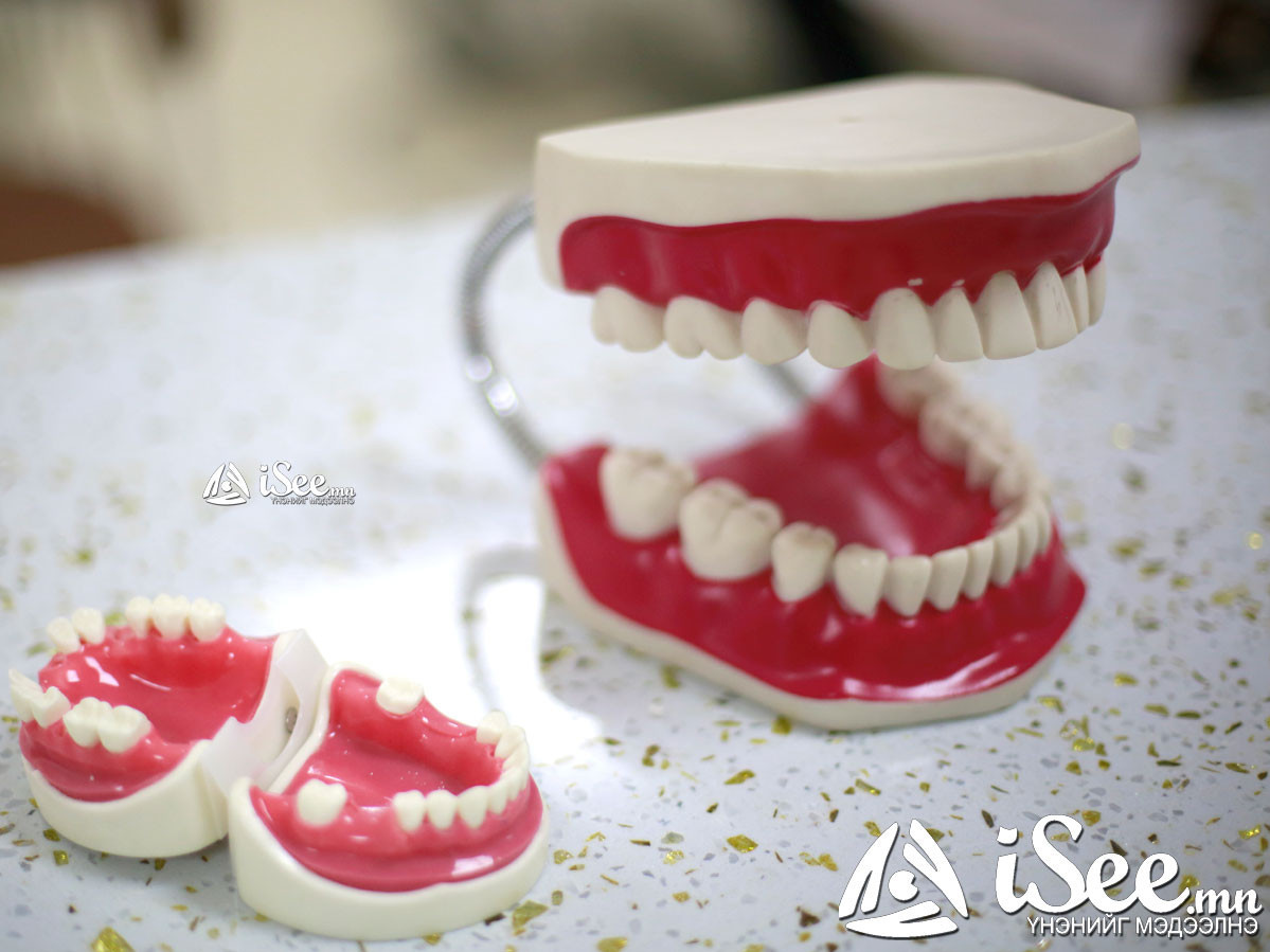 Ерөнхий боловсролын сургууль, цэцэрлэгт “Шүд угаах цаг” бий болгоно