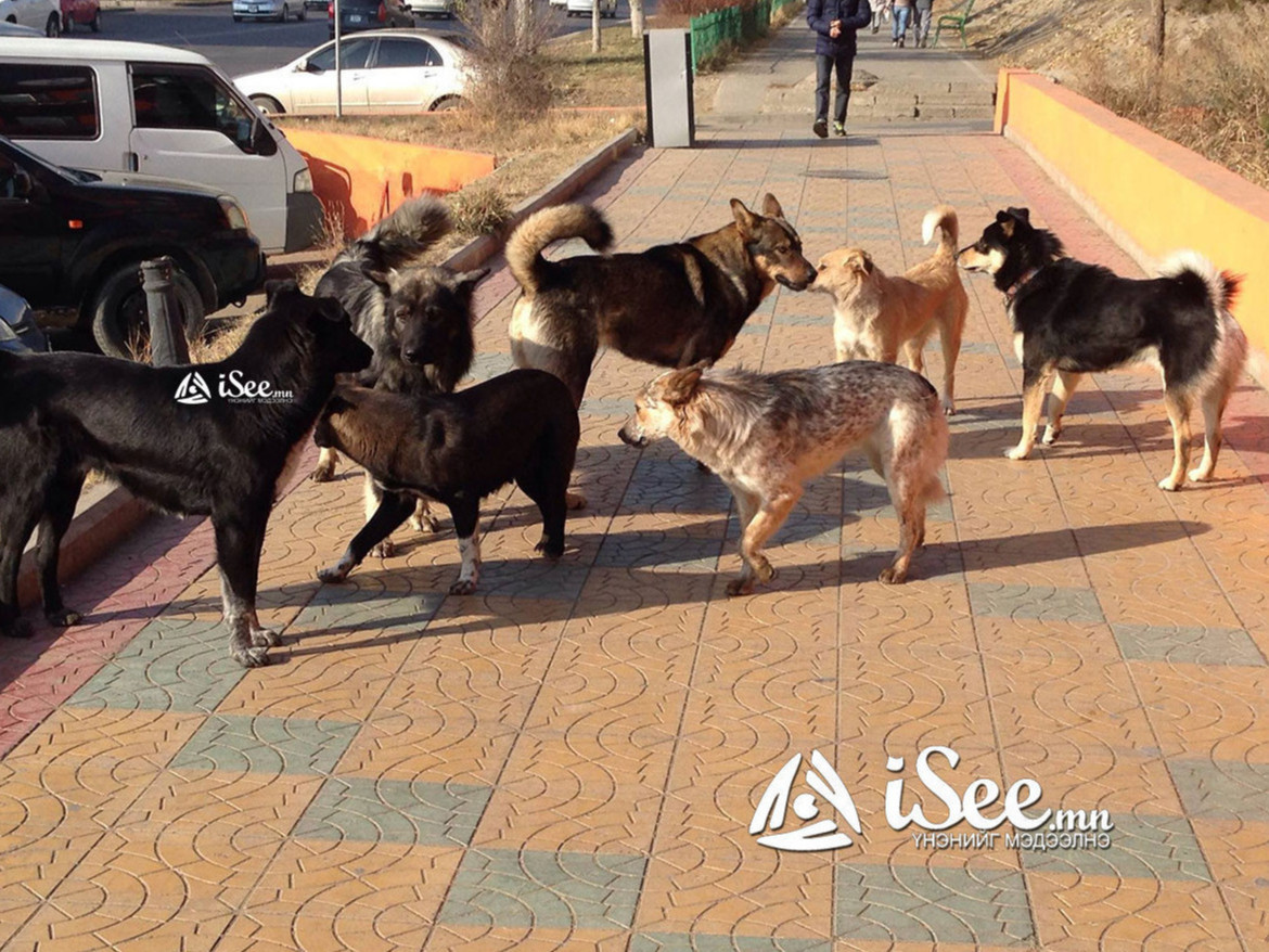 Галзуу өвчний эрсдэлд өртсөн тохиолдлын 74 хувь нь эзэнтэй нохойд уруулжээ