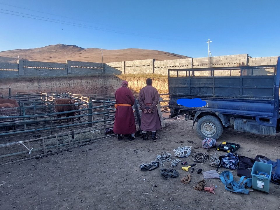ЦЕГ: Бусдын үхрийг хулгайлж, нядлах гэж байсныг газар дээр нь таслан зогсоож, хохирогчдыг хайж байна 