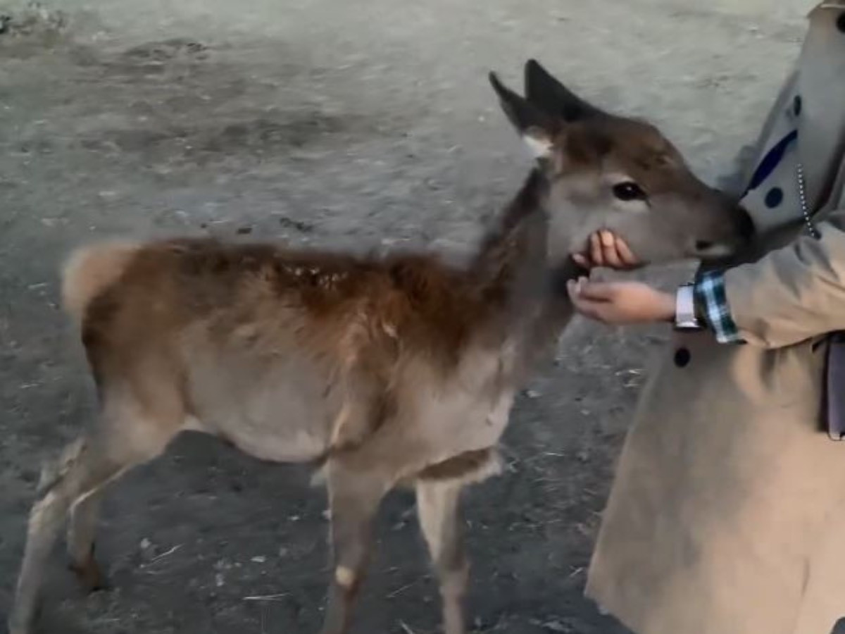 Эхээсээ төөрч үхэр дагаж явсан өнчин бугын зорголыг малчин айл тэжээж "Бэмби" хэмээн нэрлэжээ