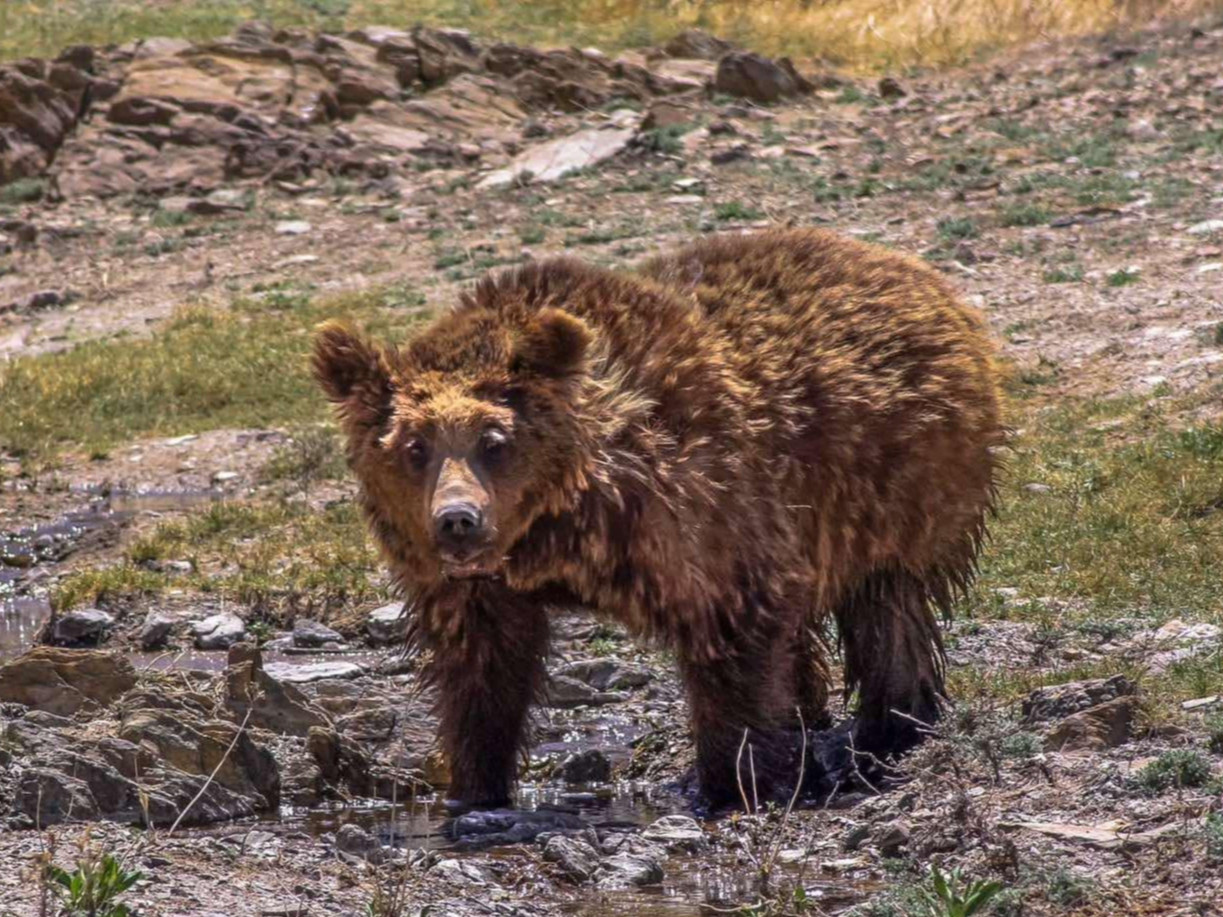 Мазаалай баавгайг дэлхийд таниулах лого зохион бүтээх уралдааны хугацааг сунгажээ