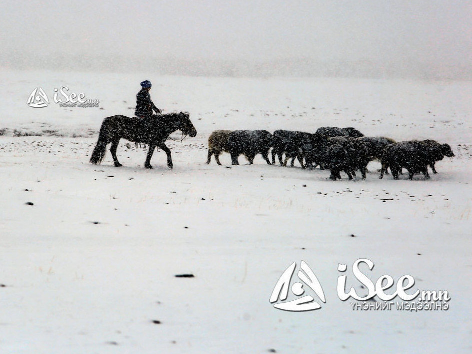 Малаа хотлуулаад гэр рүүгээ явах замдаа төөрсөн 73 настай иргэнийг эсэн мэнд олжээ