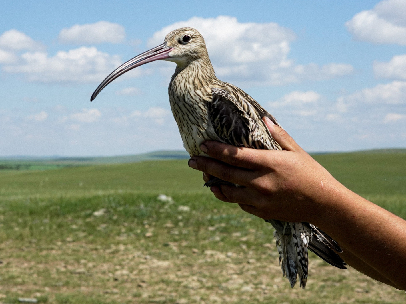 ФОТО: Чух нууранд дөрвөн шинэ зүйлийн шувуу бүртгэгджээ