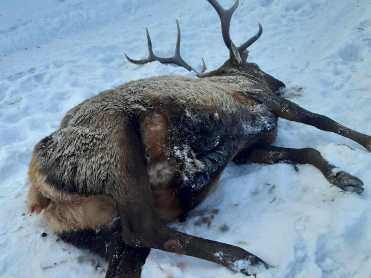 Төр хурхын амны төмөр замд хоёр толгой буга галт тэргэнд дайруулсан осол гарчээ