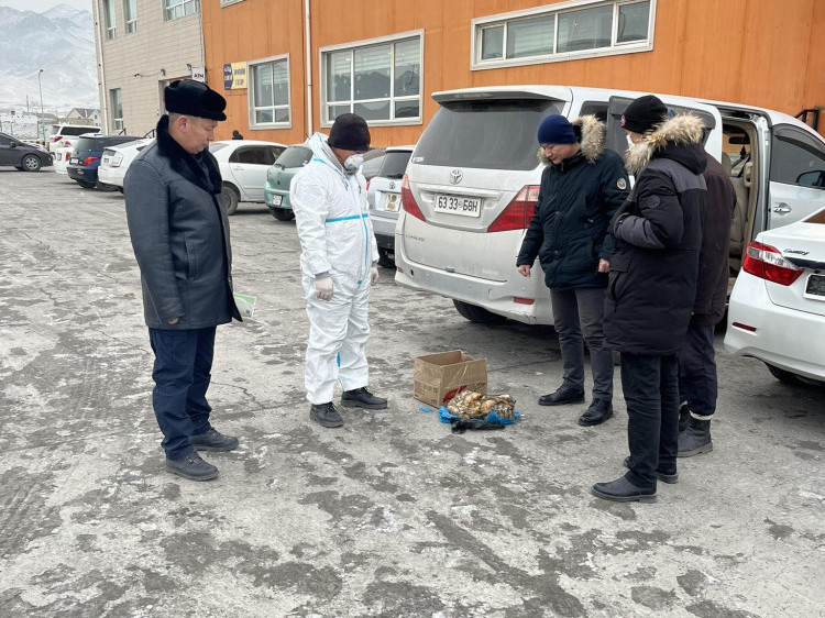 Нийтийн тээврийн зорчигч хууль бусаар агнасан тарвага тээвэрлэж явсныг илрүүлжээ