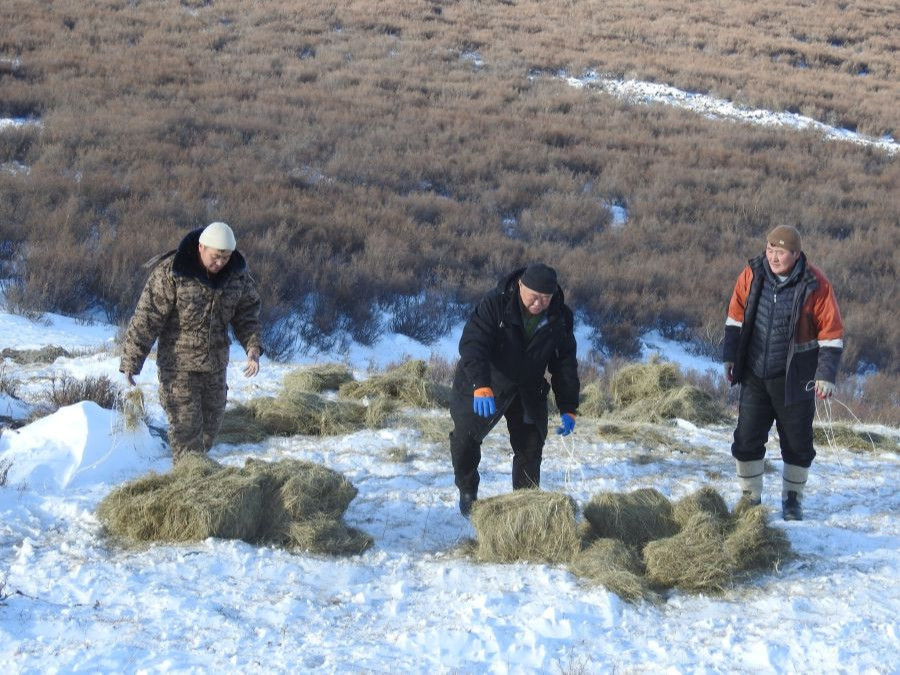 Аргаль, янгир, буга зэрэг ховор амьтдад өвс, хужир тавьж өглөө