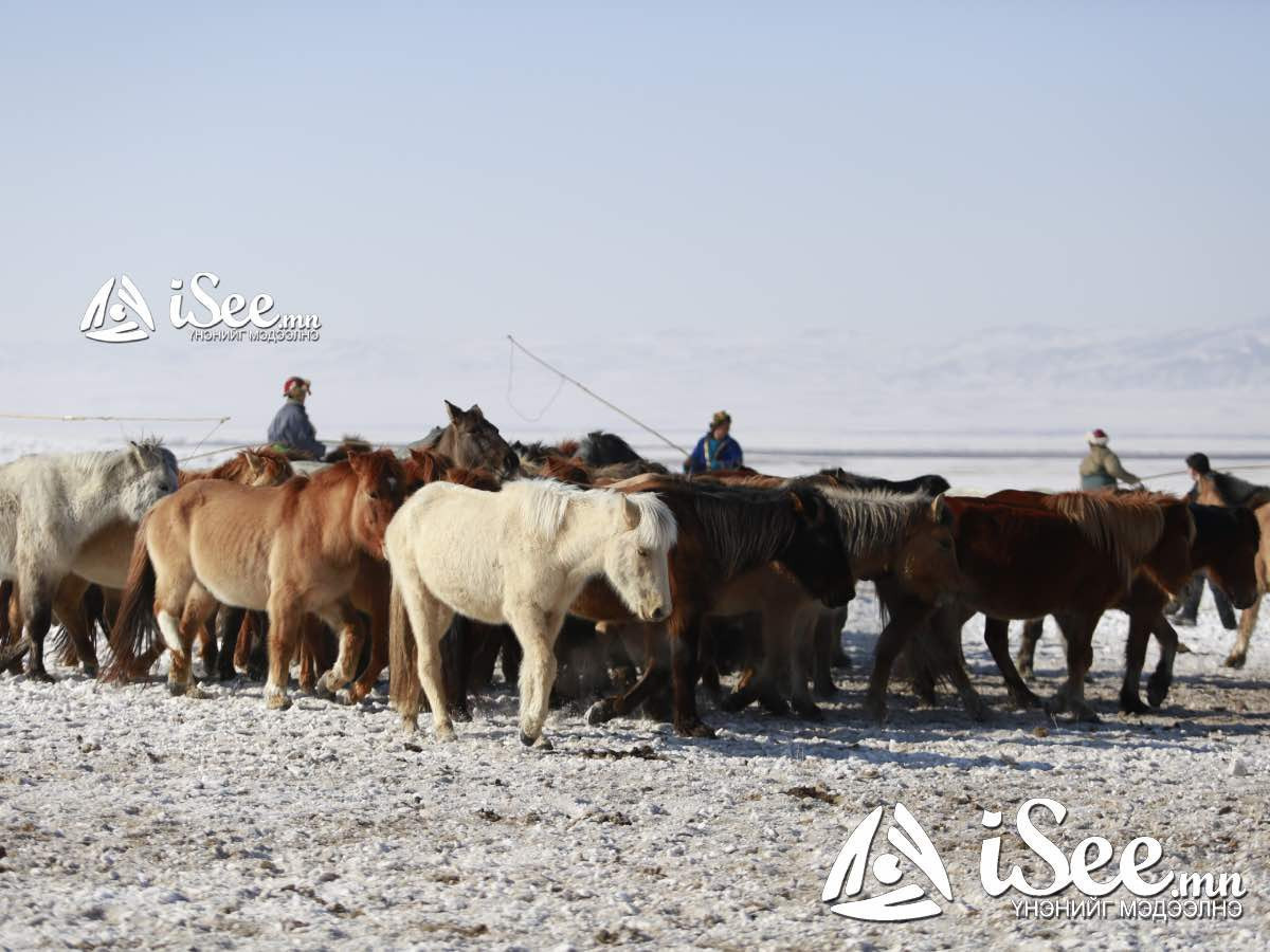 Ясны шөл, цайны ханд, дэвтээсэн сүрлийг бүлээнээр нь малдаа өгөхийг ХХААХҮ-ийн яамнаас зөвлөлөө