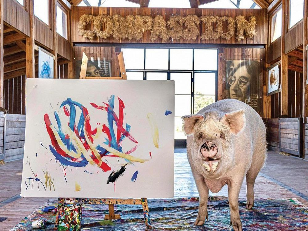 ВИДЕО: Амандаа бийр зуун зураг зурж, 1 сая гаруй ам.долларын орлого олсон "Пигкассо" гэх гахай үхжээ