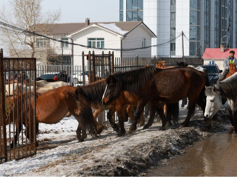 Нийслэлийн мал аж ахуй эрхлэхийг хориглосон бүсээс мал гаргаж байна